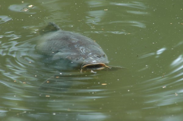 Click for the original image