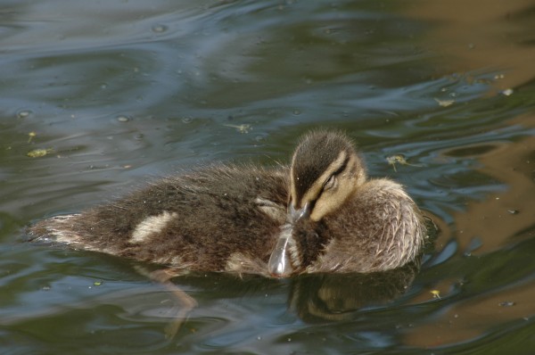 Click for the original image