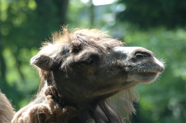 Click for the original image