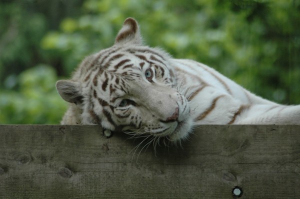 Click for the original image