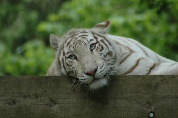 Click for the original image